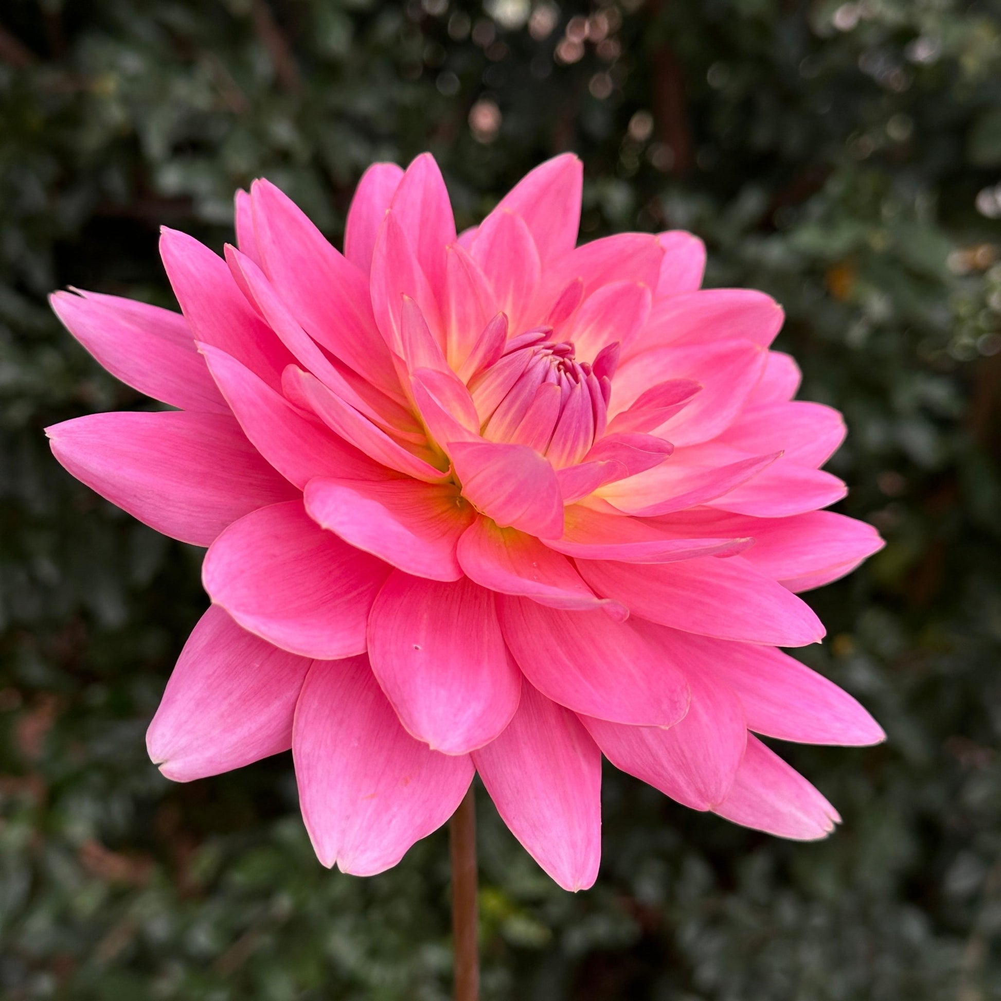 Gerrie Hoek Dahlia (Limit 1 p.p) - Love Dahlias - south - africa - flower - bulbs
