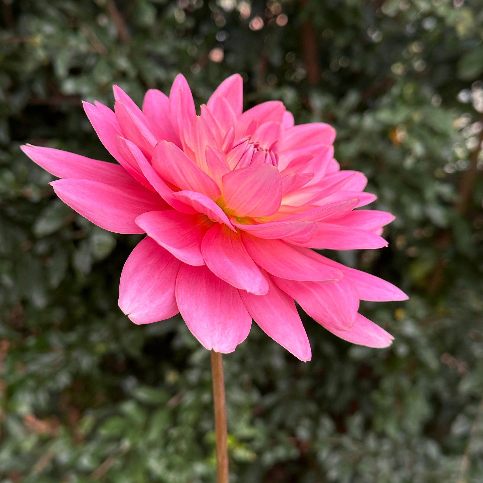 Gerrie Hoek Dahlia (Limit 1 p.p) - Love Dahlias - south - africa - flower - bulbs