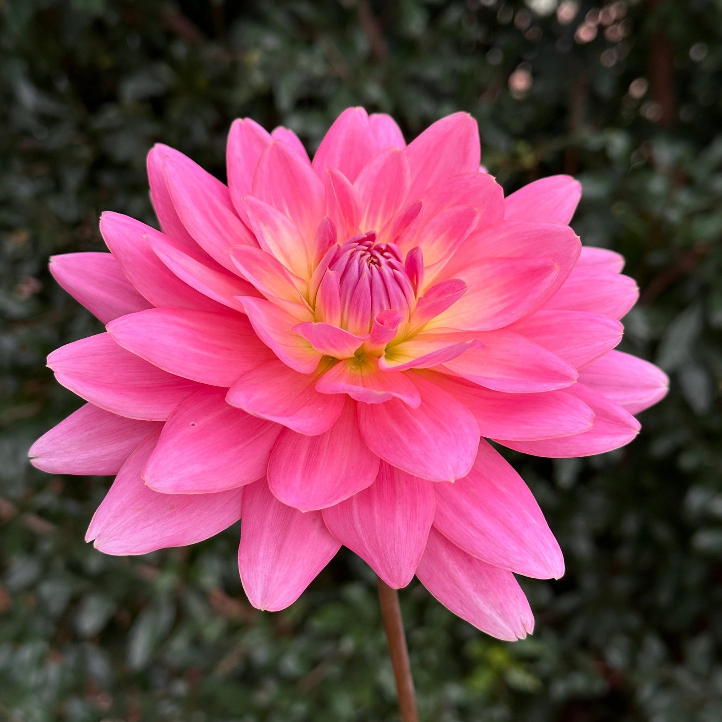 Gerrie Hoek Dahlia (Limit 1 p.p) - Love Dahlias - south - africa - flower - bulbs