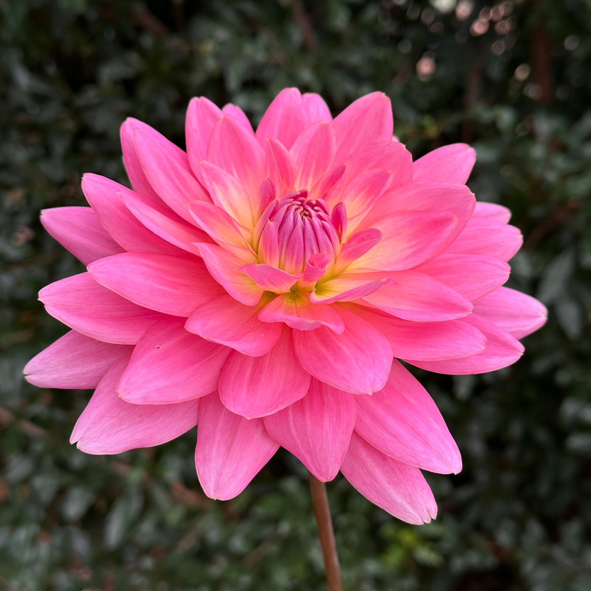 Gerrie Hoek Dahlia (Limit 1 p.p) - Love Dahlias - south - africa - flower - bulbs
