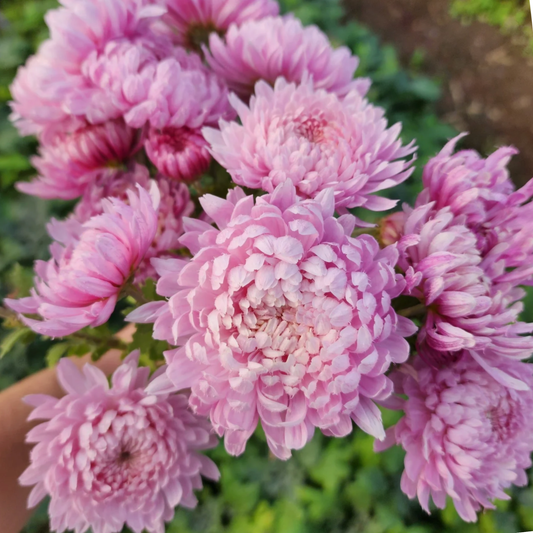Gertrude Heirloom Chrysanthemum (Available 2028) - Love Dahlias-south-africa-flower-bulbs
