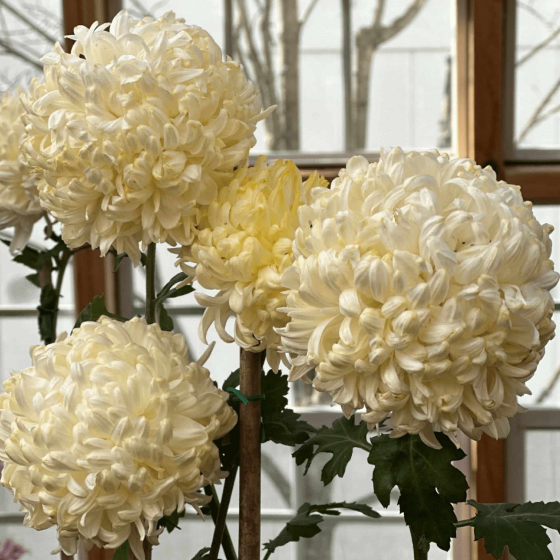 Gillette Heirloom Chrysanthemum (Available 2028) - Love Dahlias-south-africa-flower-bulbs