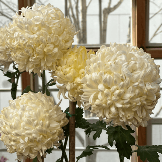 Gillette Heirloom Chrysanthemum (Available 2028) - Love Dahlias-south-africa-flower-bulbs