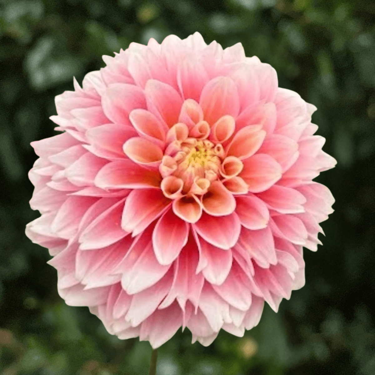 Giovanna Dahlia Tuber | South Africa - Love Dahlias-south-africa-flower-bulbs
