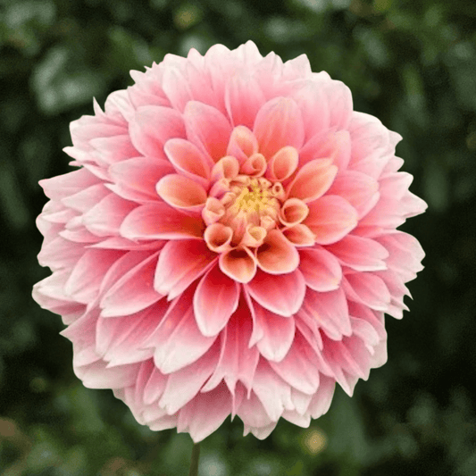 Giovanna Dahlia Tuber | South Africa - Love Dahlias-south-africa-flower-bulbs