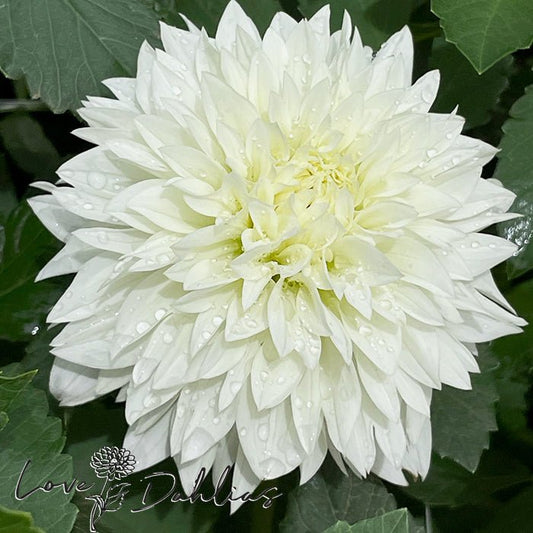 Gitt's Attention Dahlia Tuber - Love Dahlias - south - africa - flower - bulbs