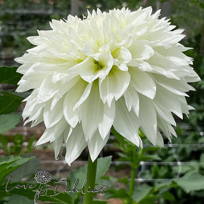 Gitt's Attention Dahlia Tuber - Love Dahlias - south - africa - flower - bulbs