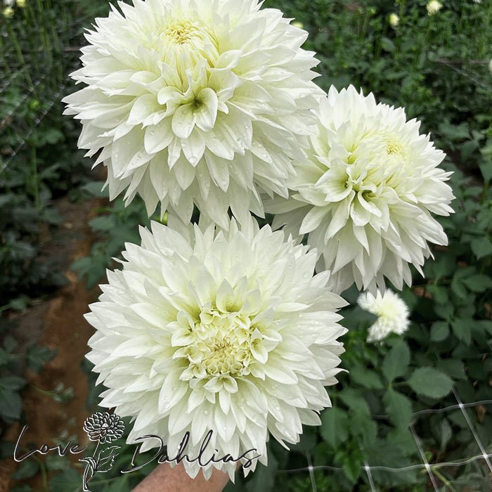 Gitt's Attention Dahlia Tuber - Love Dahlias - south - africa - flower - bulbs
