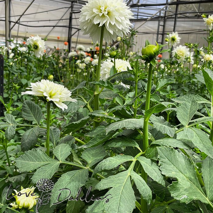 Gitt's Attention Dahlia Tuber – Love Dahlias