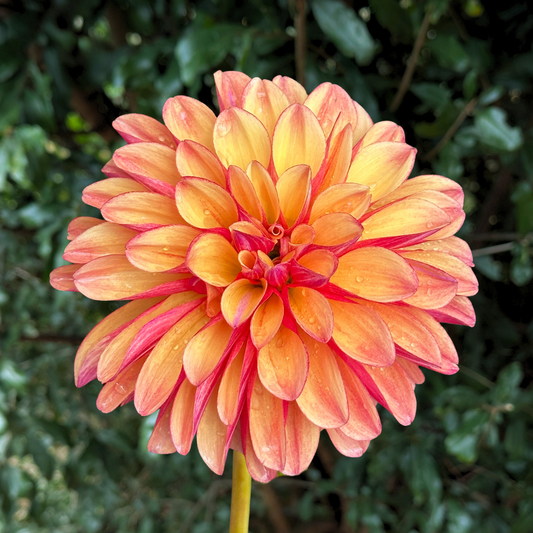Gitt's Crazy Dahlia Tuber | South Africa - Love Dahlias - south - africa - flower - bulbs