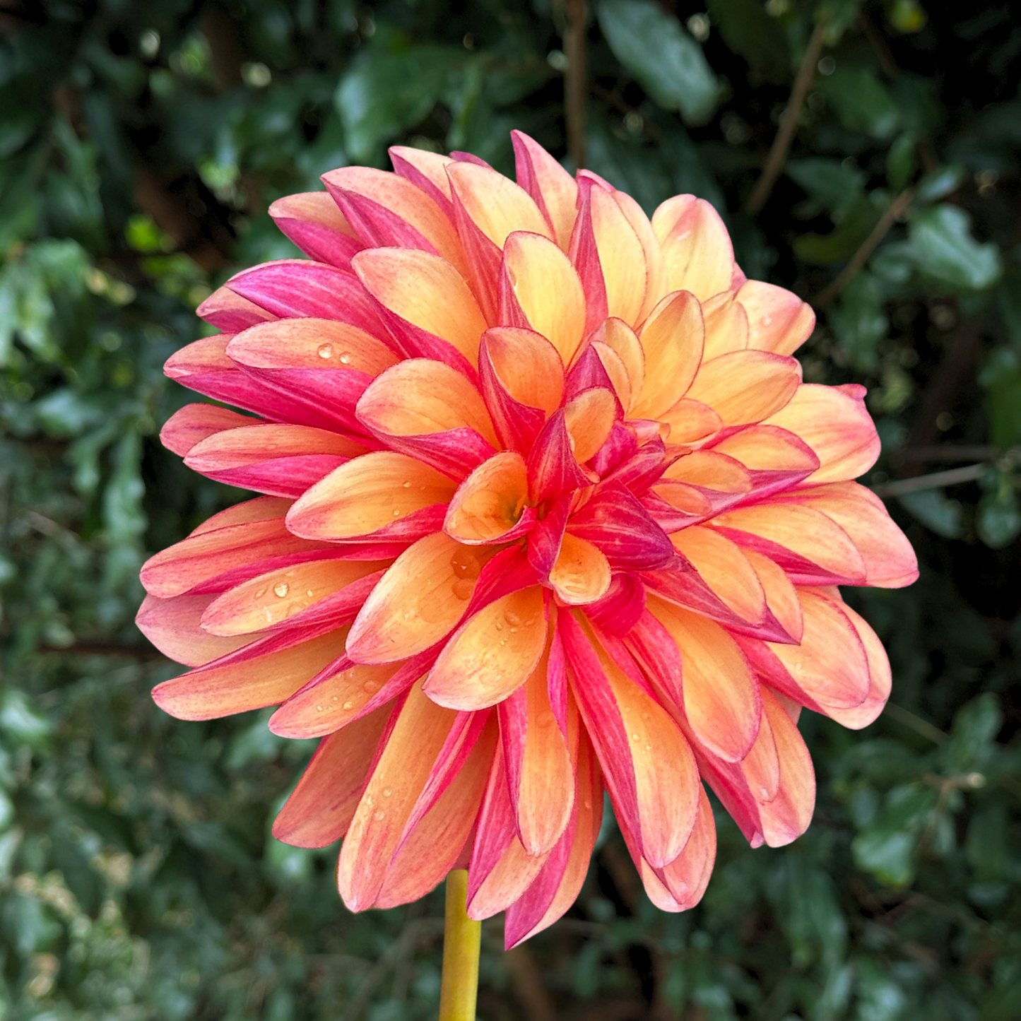 Gitt's Crazy Dahlia Tuber | South Africa - Love Dahlias - south - africa - flower - bulbs