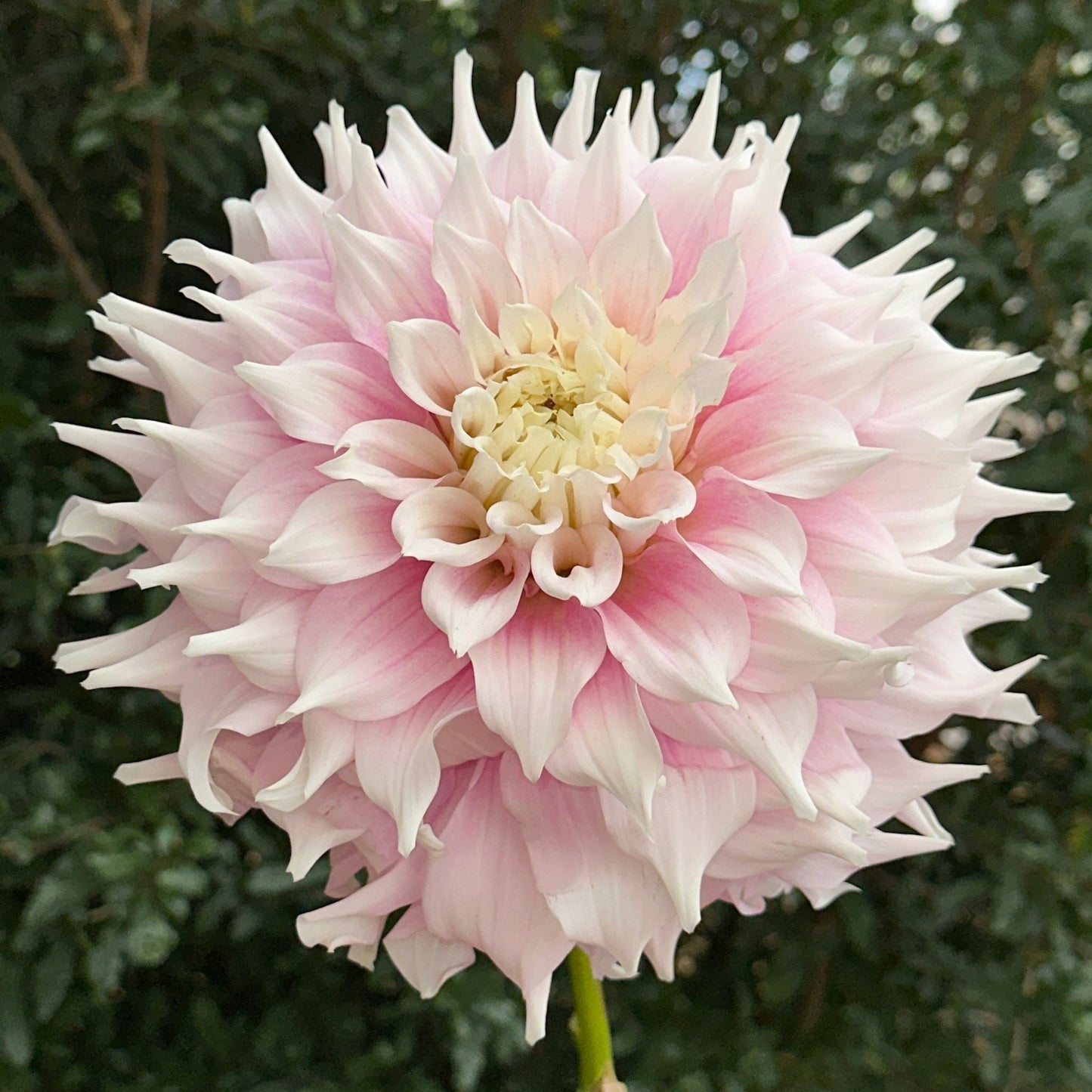 Gitt's Perfection Dahlia Tuber - Love Dahlias - south - africa - flower - bulbs
