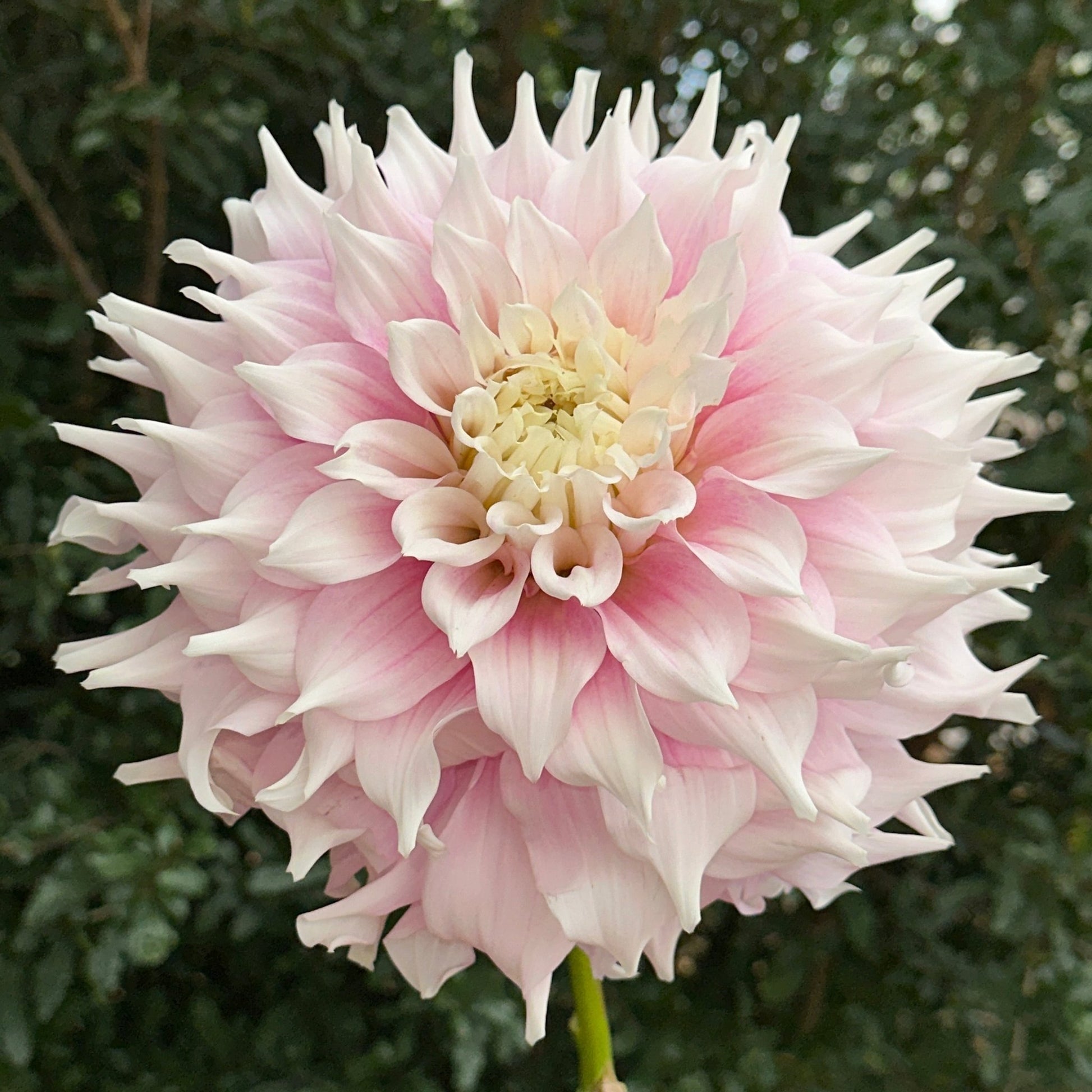 Gitt's Perfection Dahlia Tuber - Love Dahlias - south - africa - flower - bulbs