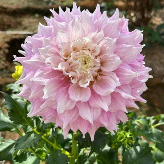 Gitt's Perfection Dahlia Tuber - Love Dahlias - south - africa - flower - bulbs