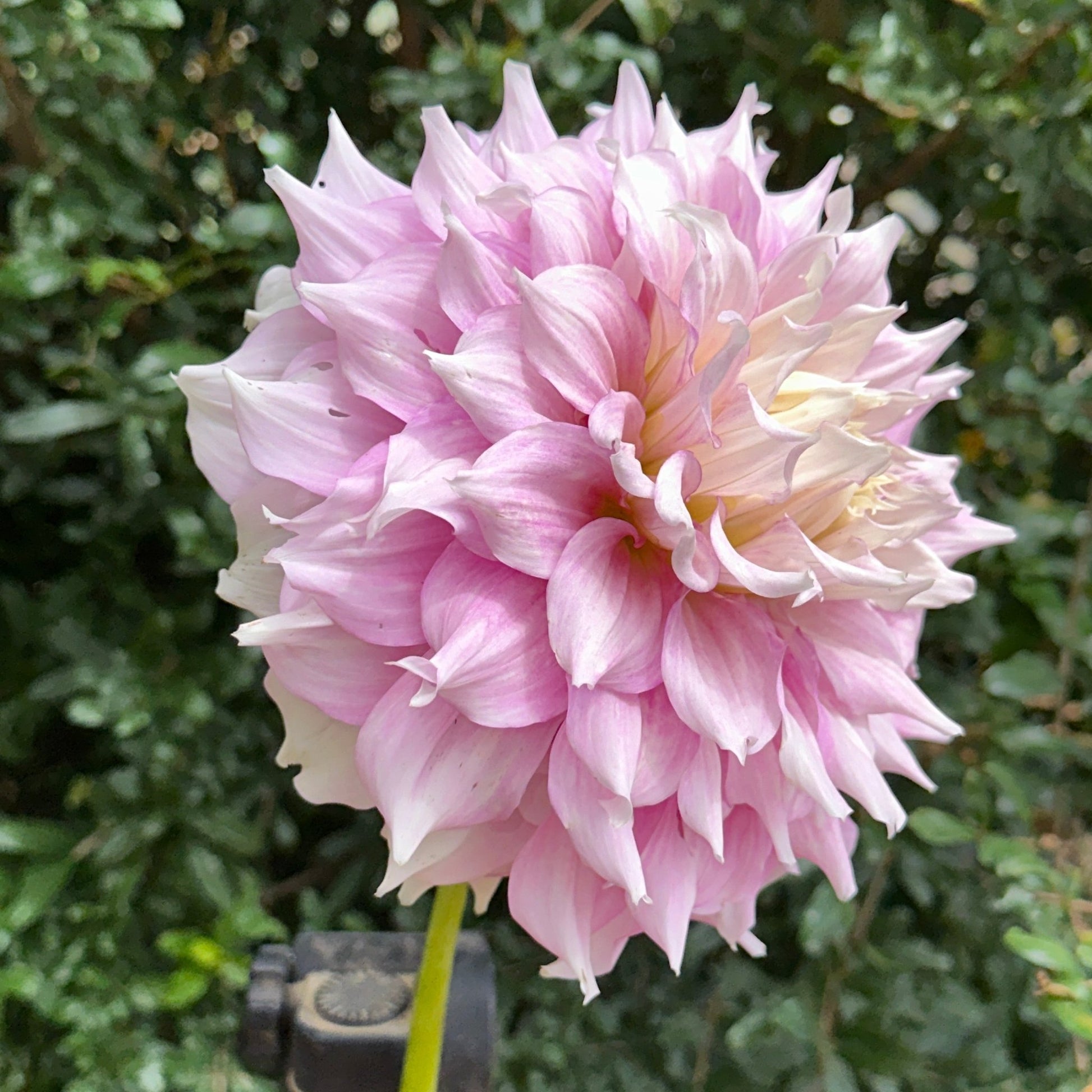 Gitt's Perfection Dahlia Tuber - Love Dahlias - south - africa - flower - bulbs