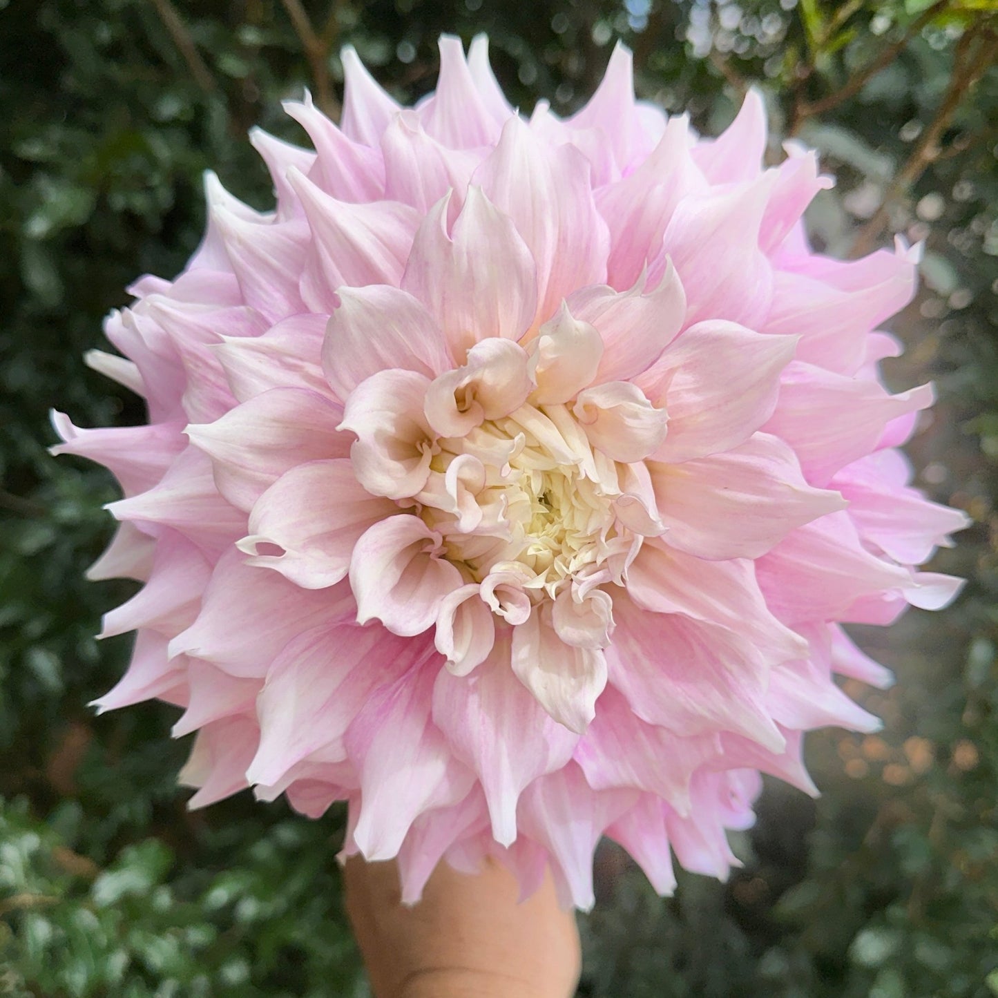 Gitt's Perfection Dahlia Tuber - Love Dahlias - south - africa - flower - bulbs
