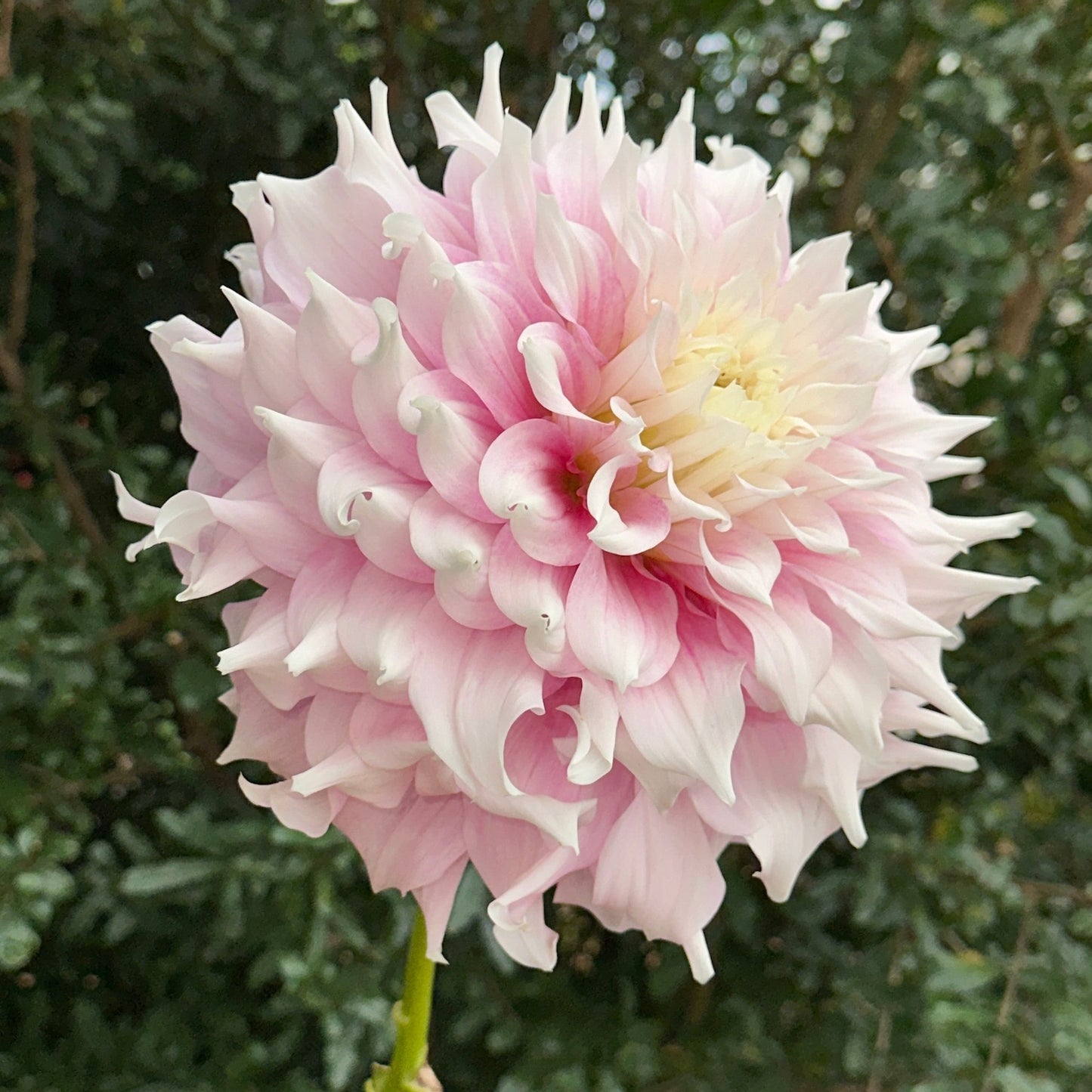Gitt's Perfection Dahlia Tuber - Love Dahlias - south - africa - flower - bulbs