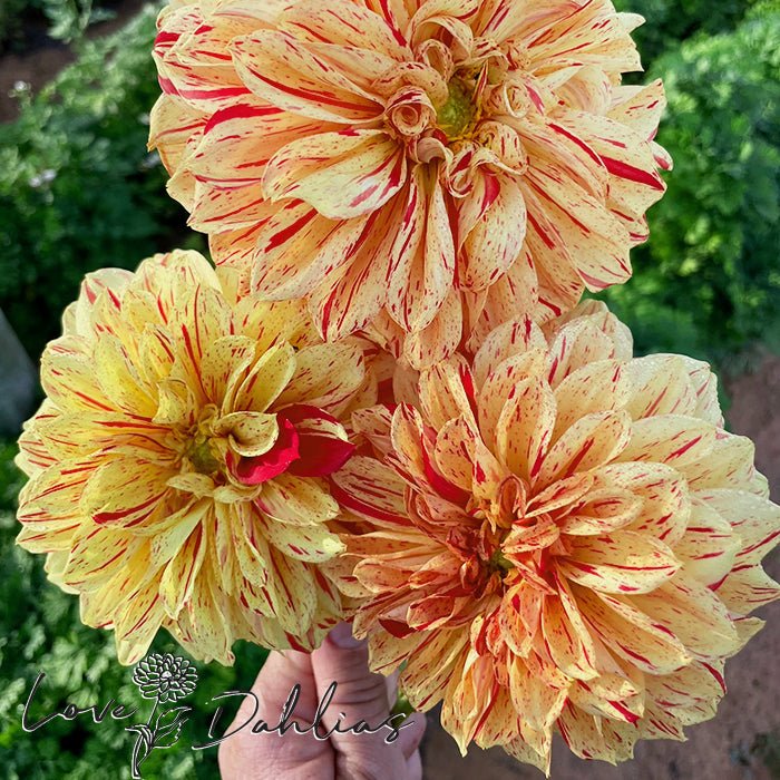 Gloriosa AKA Painted Madam Dahlia Tuber - Love Dahlias - south - africa - flower - bulbs