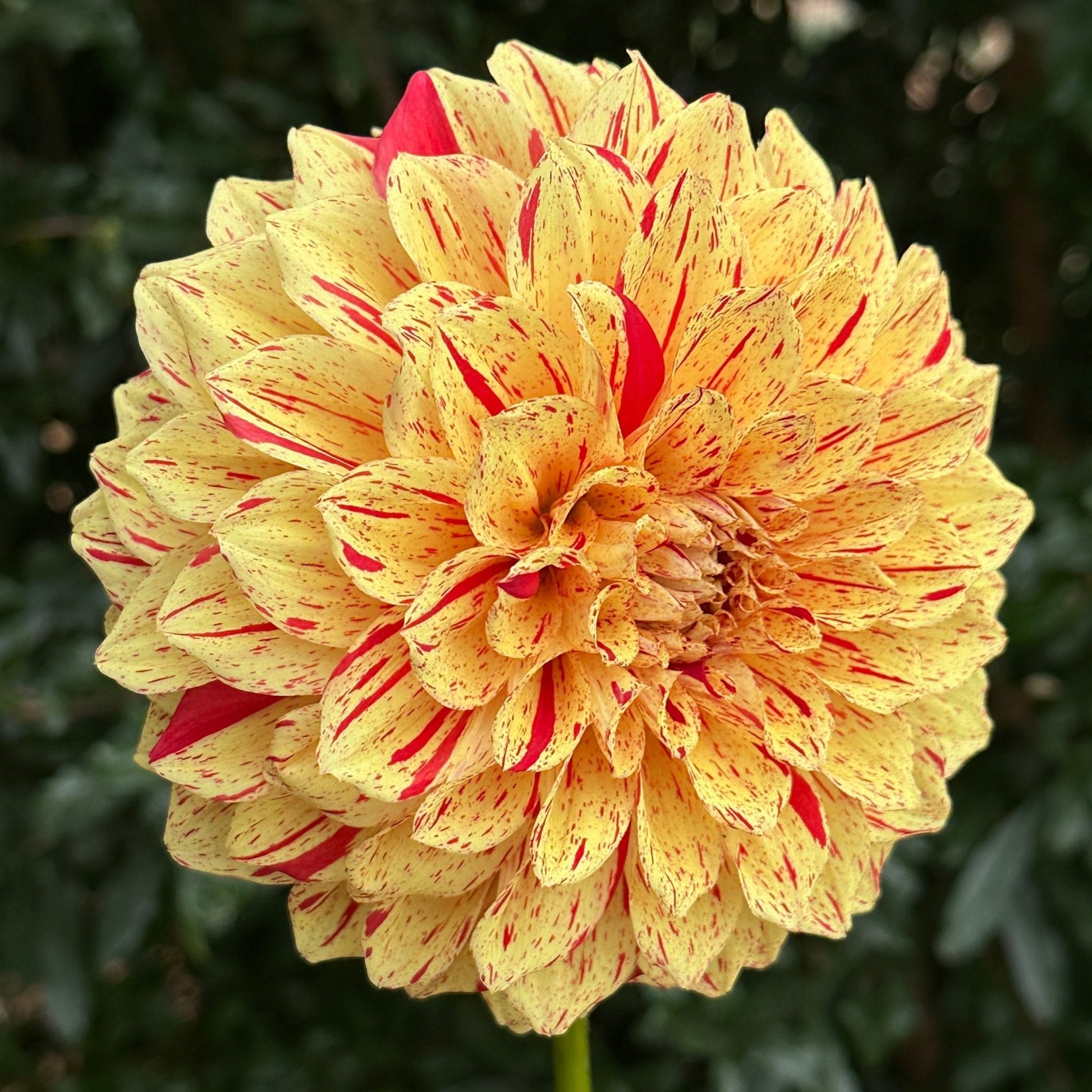 Gloriosa AKA Painted Madam Dahlia Tuber - Love Dahlias - south - africa - flower - bulbs
