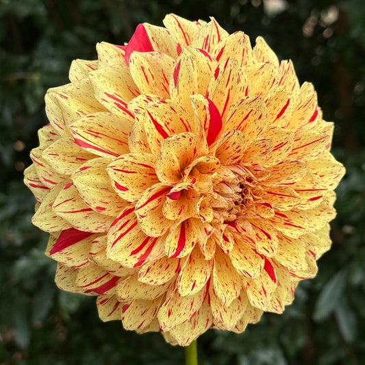 Gloriosa AKA Painted Madam Dahlia Tuber - Love Dahlias - south - africa - flower - bulbs