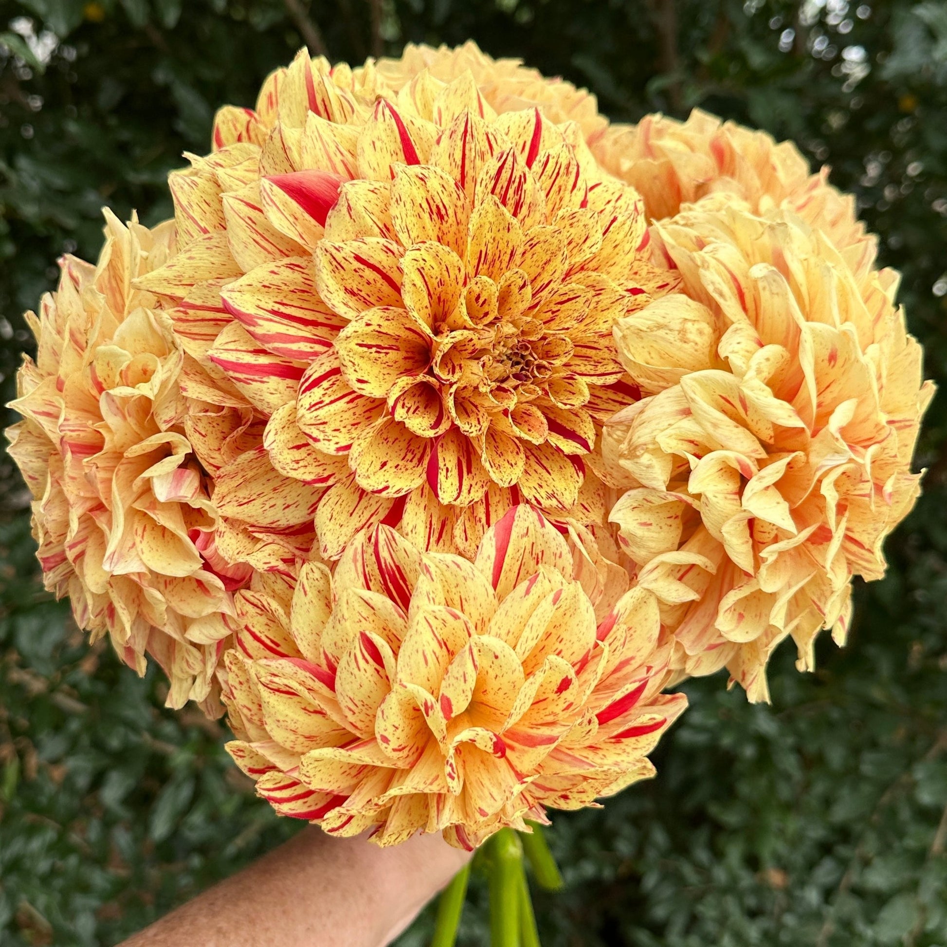Gloriosa AKA Painted Madam Dahlia Tuber - Love Dahlias - south - africa - flower - bulbs