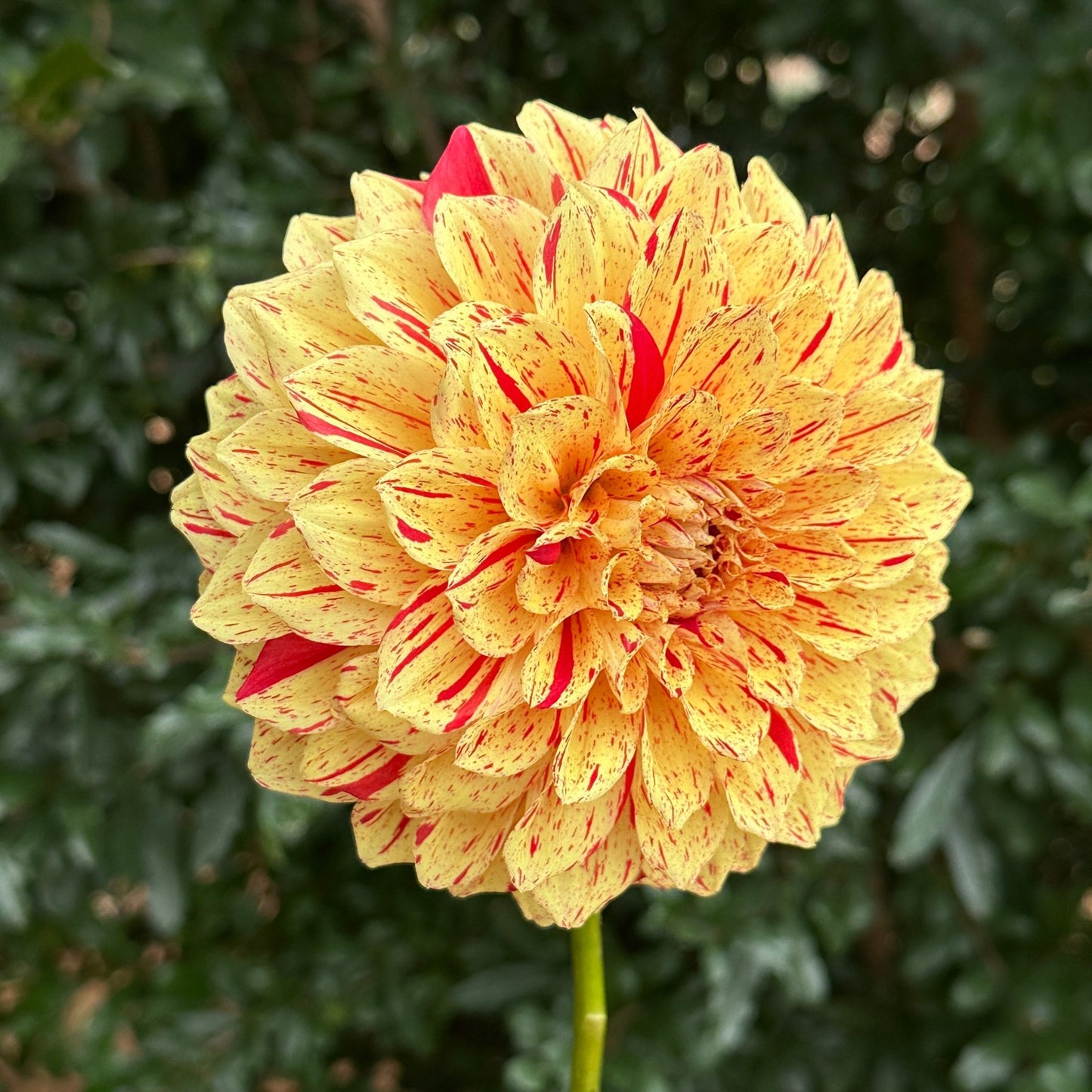 Gloriosa AKA Painted Madam Dahlia Tuber - Love Dahlias - south - africa - flower - bulbs