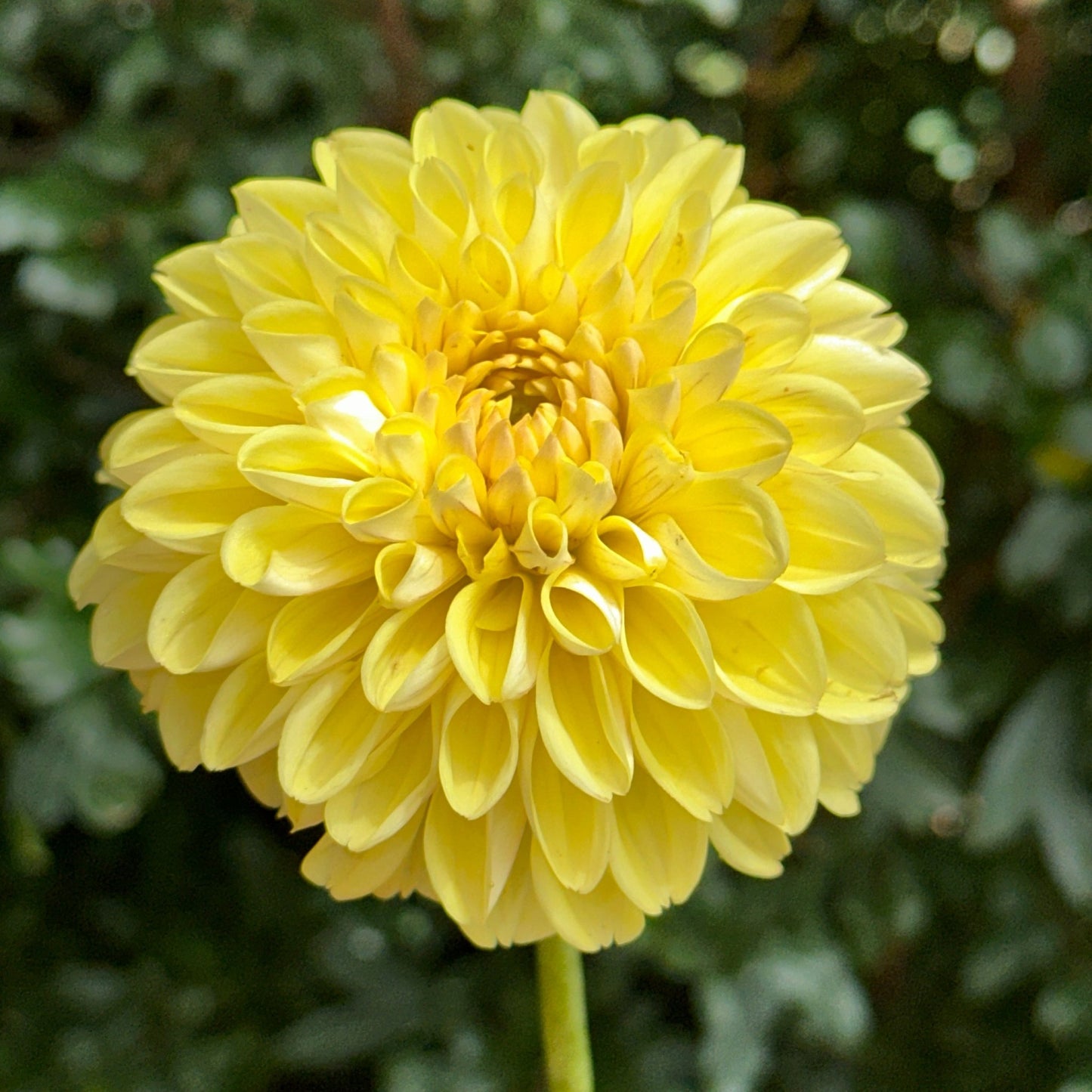Golden Eye Dahlia Tuber - Love Dahlias - south - africa - flower - bulbs