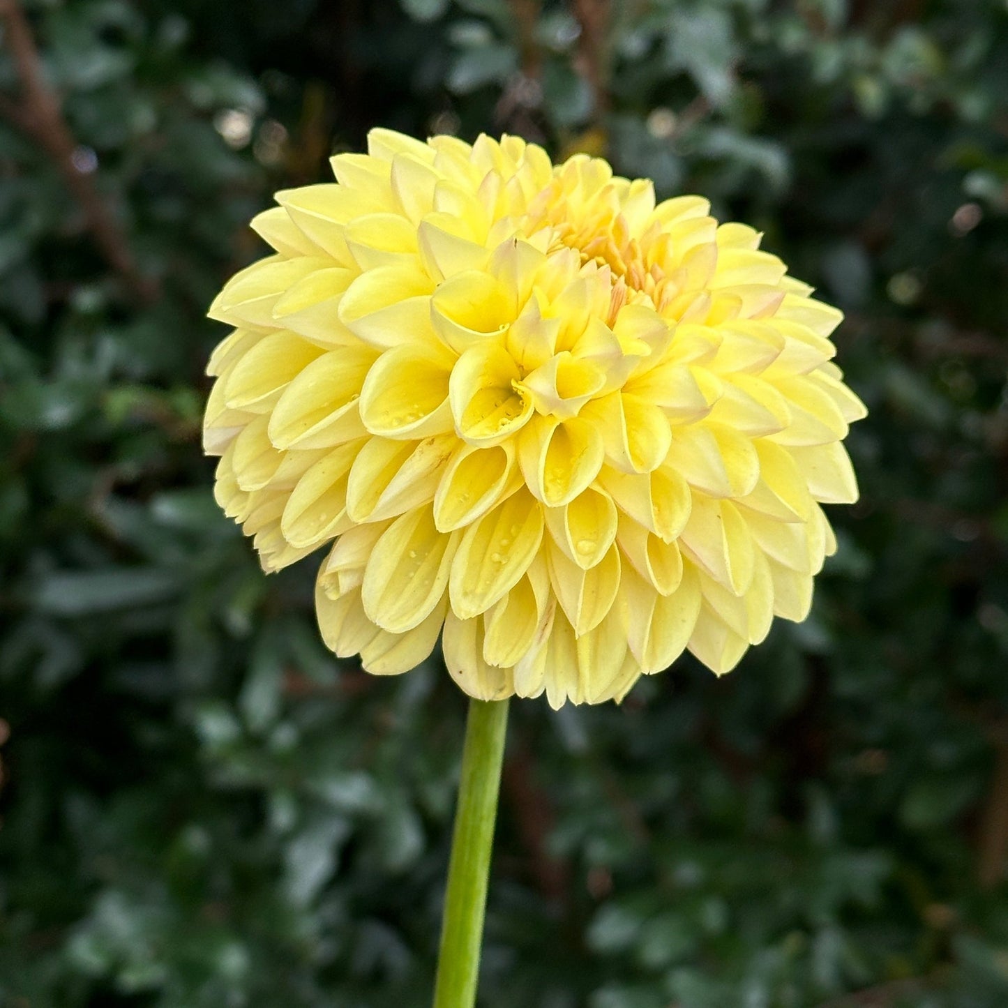 Golden Eye Dahlia Tuber - Love Dahlias - south - africa - flower - bulbs