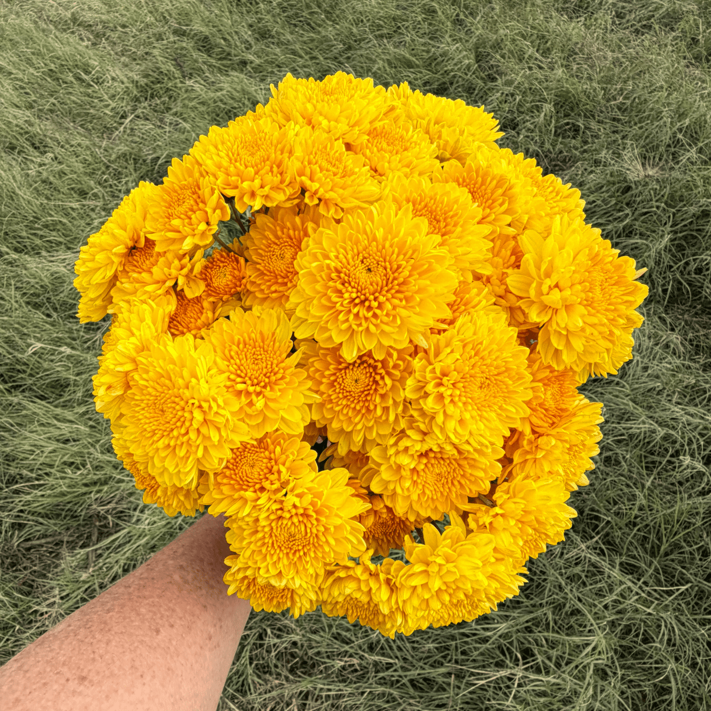 Golden Mound Heirloom Chrysanthemum | South Africa - Love Dahlias - south - africa - flower - bulbs