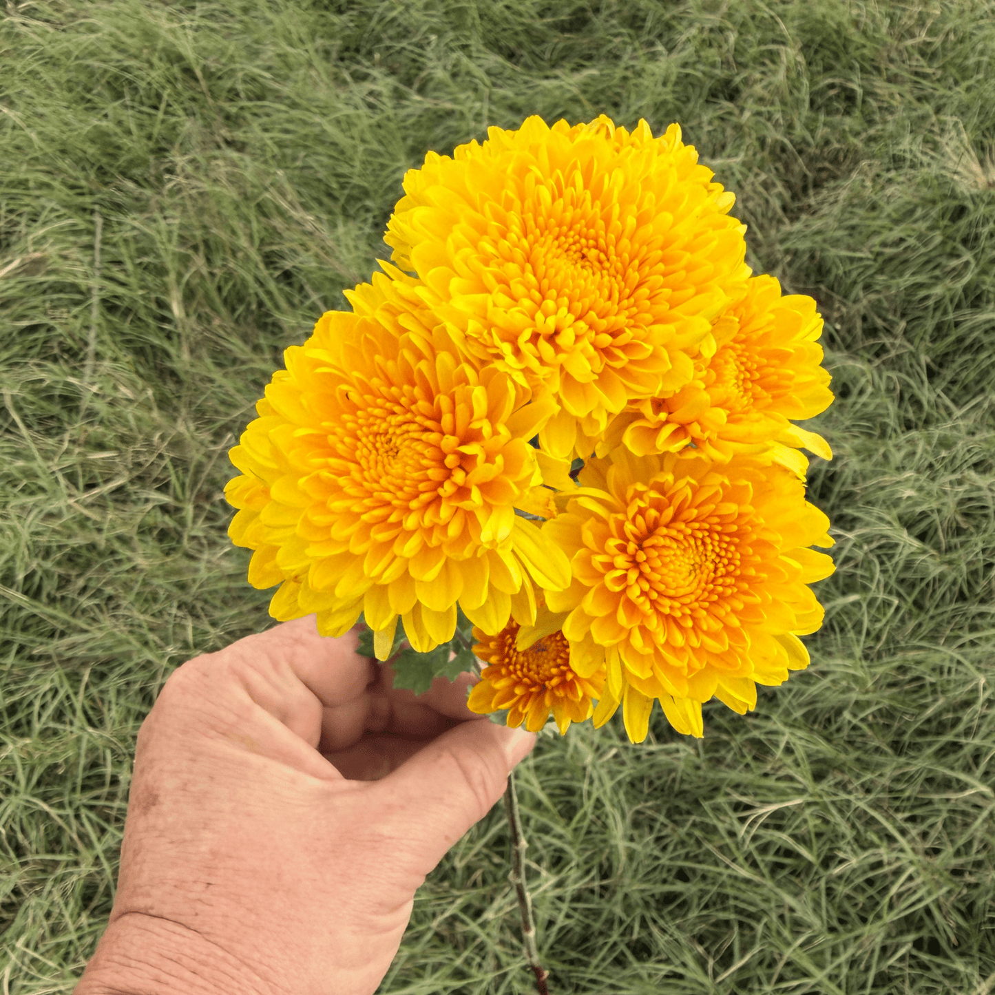 Golden Mound Heirloom Chrysanthemum | South Africa - Love Dahlias - south - africa - flower - bulbs