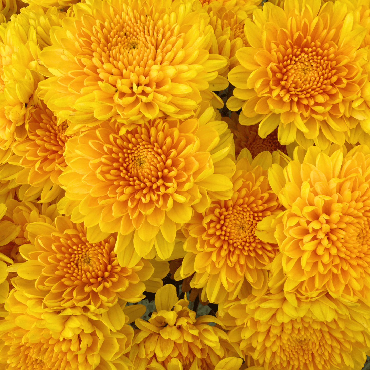 Golden Mound Heirloom Chrysanthemum | South Africa - Love Dahlias - south - africa - flower - bulbs