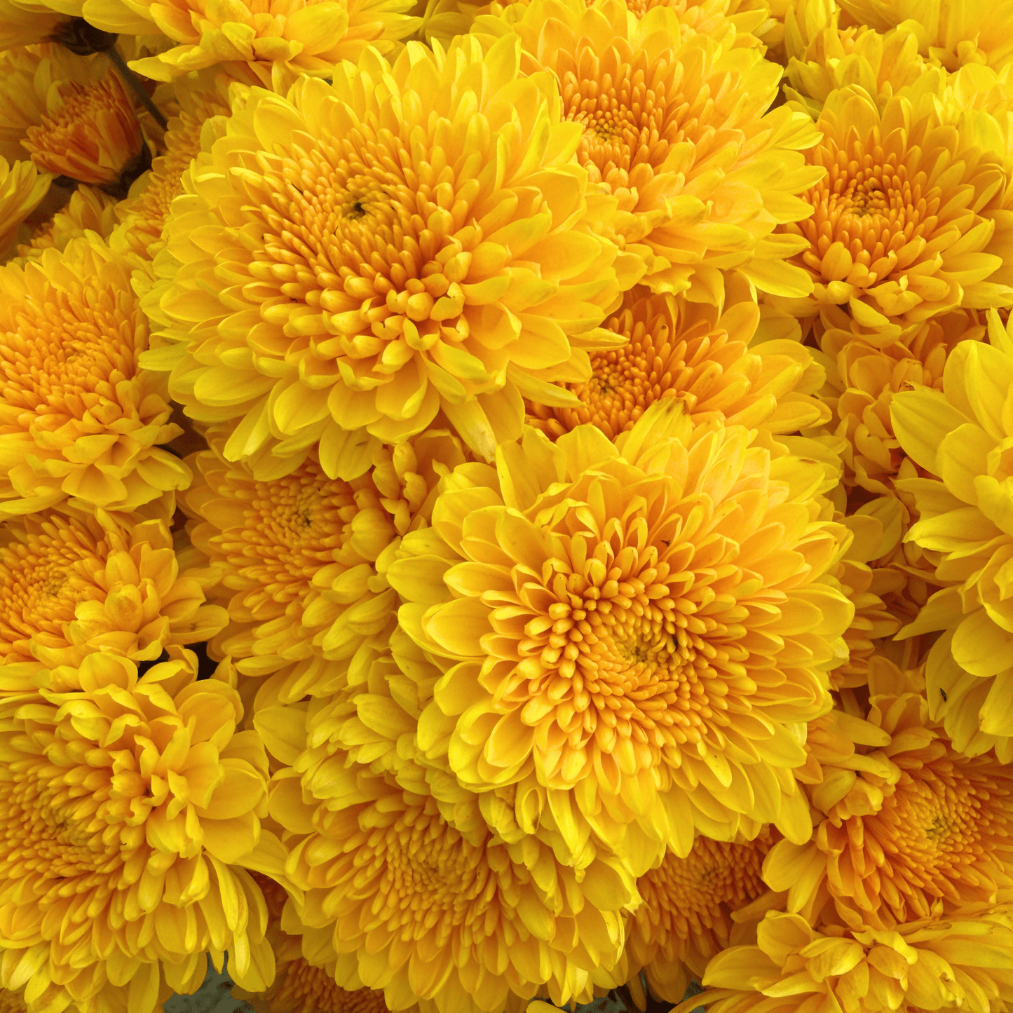 Golden Mound Heirloom Chrysanthemum | South Africa - Love Dahlias - south - africa - flower - bulbs
