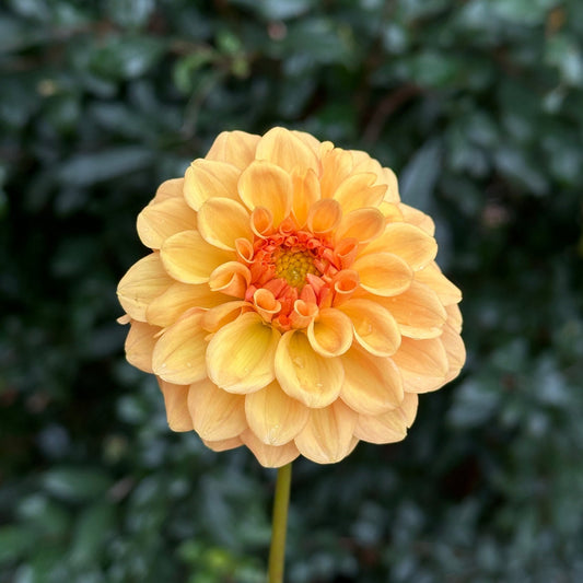 Golden Scepter Dahlia Tuber - Love Dahlias - south - africa - flower - bulbs