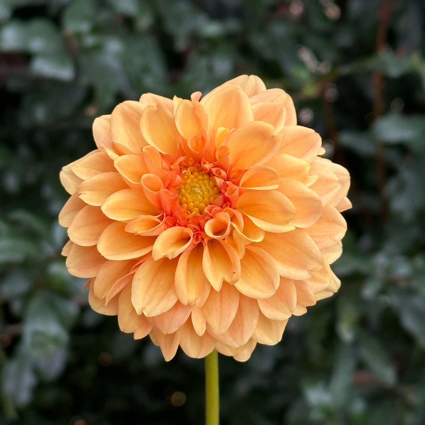 Golden Scepter Dahlia Tuber - Love Dahlias - south - africa - flower - bulbs