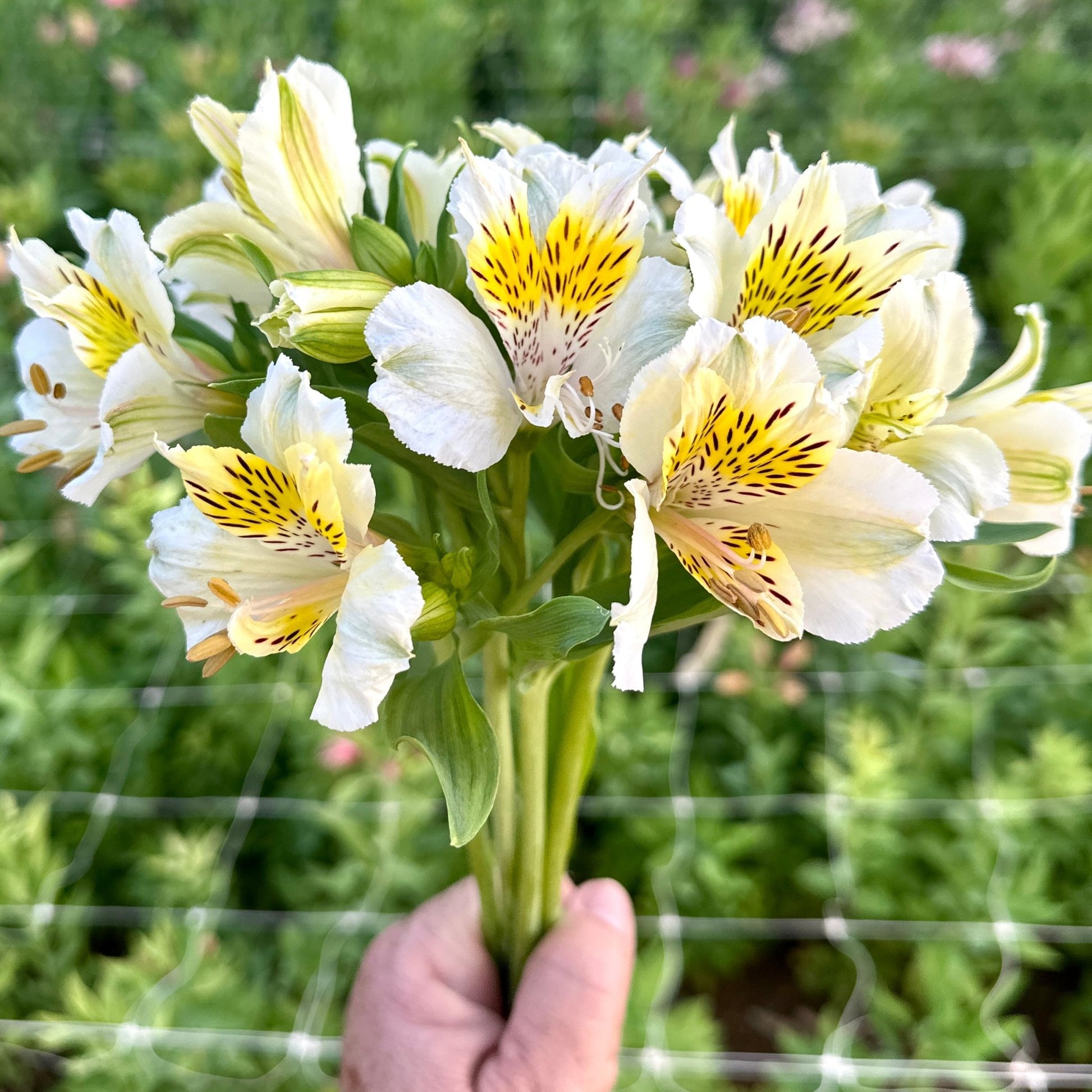 Golden Spot Alstroemeria Plant (Inca Lily) - Love Dahlias - south - africa - flower - bulbs