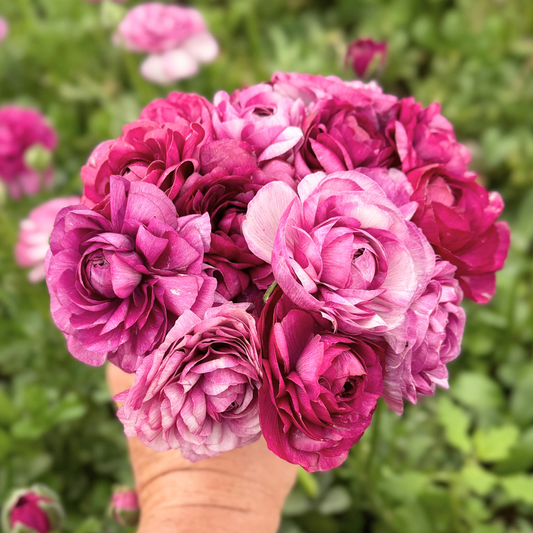 Grape Sorbet Garden Ranunculus Mix (Pack of 20) - Love Dahlias-south-africa-flower-bulbs