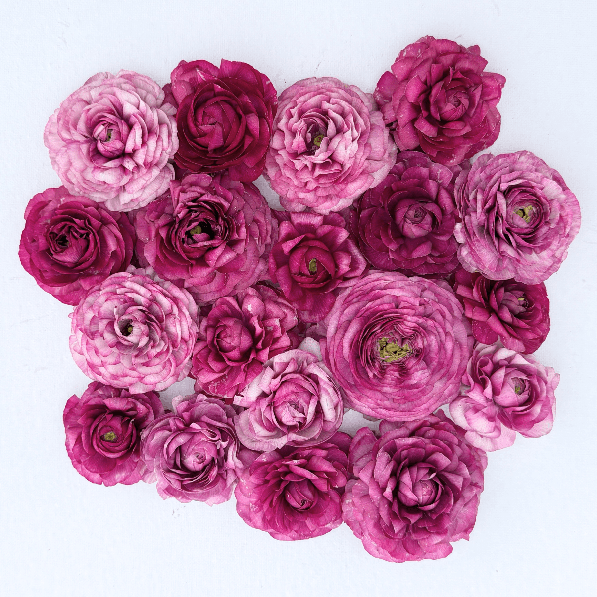 Grape Sorbet Garden Ranunculus Mix (Pack of 20) - Love Dahlias-south-africa-flower-bulbs