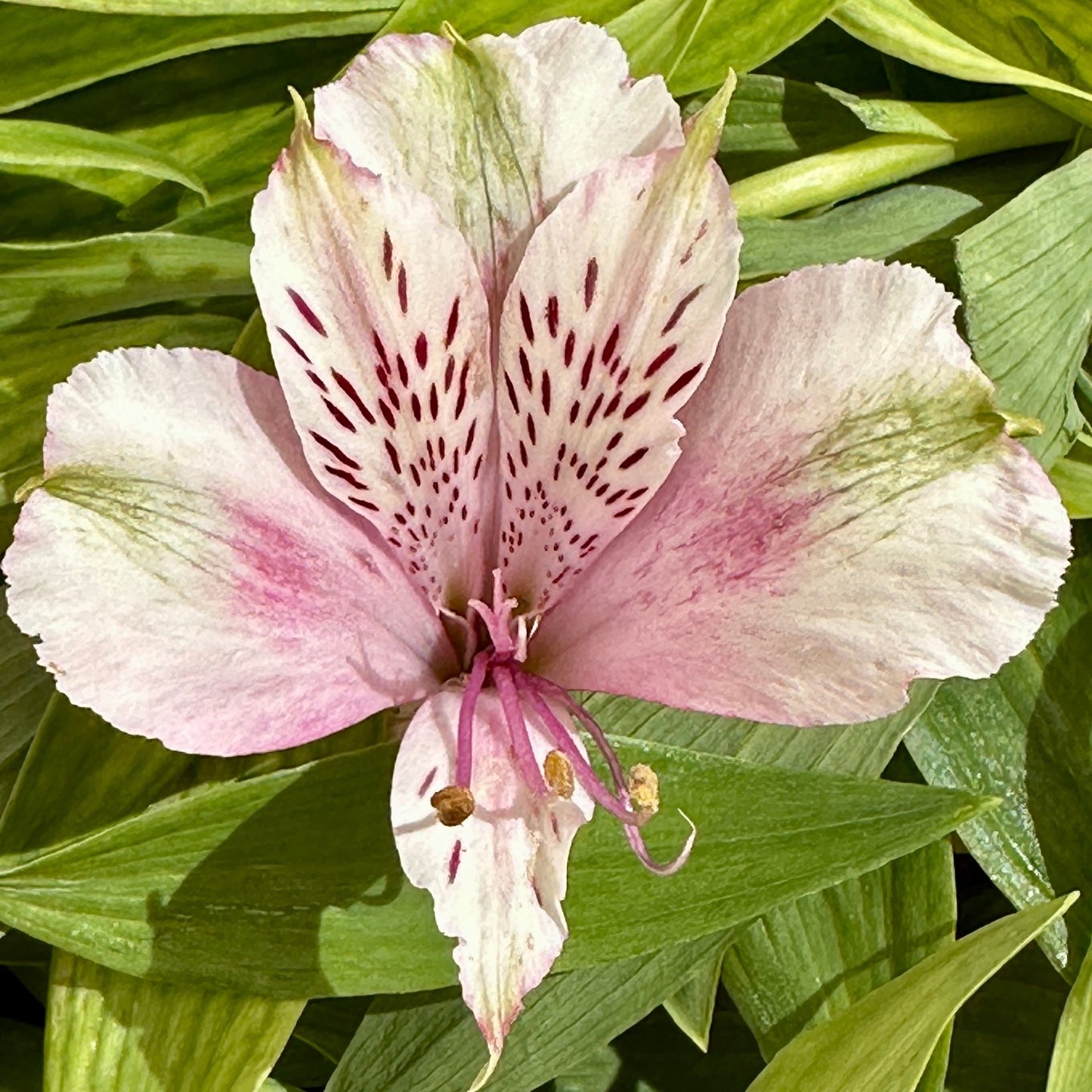 Green Sleeves Alstroemeria Plant (Inca Lily) - Love Dahlias - south - africa - flower - bulbs