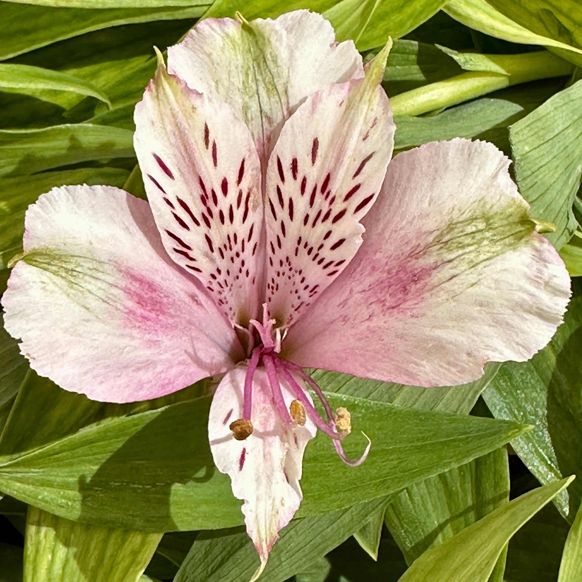 Green Sleeves Alstroemeria Plant (Inca Lily) - Love Dahlias - south - africa - flower - bulbs