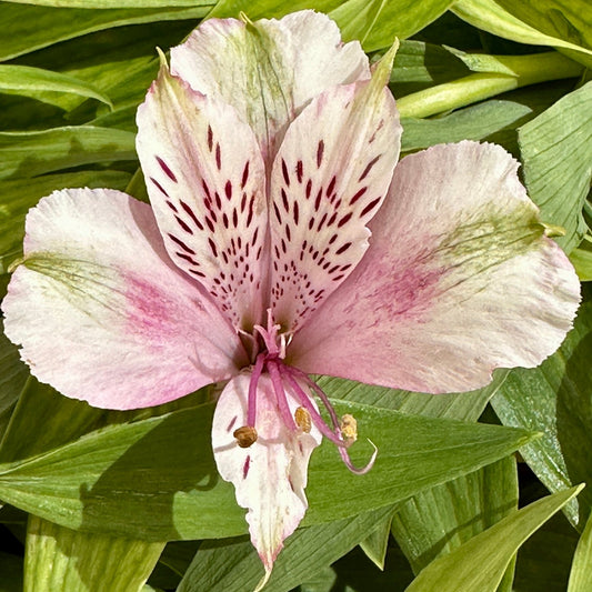 Green Sleeves Alstroemeria Plant (Inca Lily) - Love Dahlias - south - africa - flower - bulbs