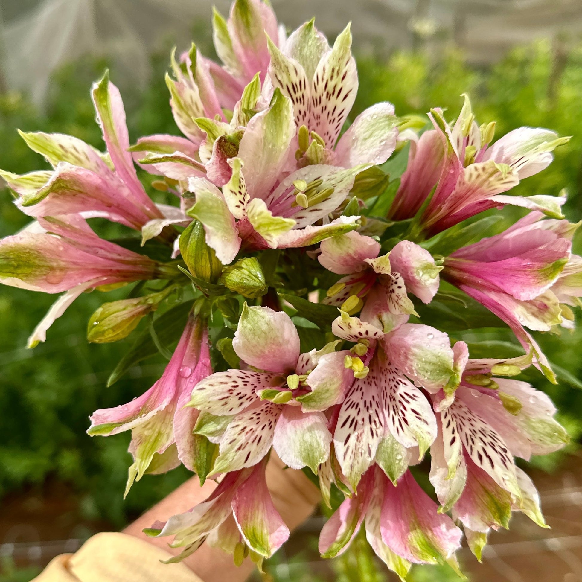Green Sleeves Alstroemeria Plant (Inca Lily) - Love Dahlias - south - africa - flower - bulbs