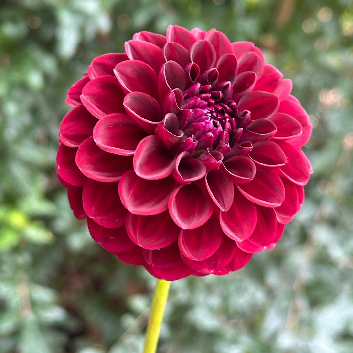 Gypsy Night Dahlia Tuber - Love Dahlias - south - africa - flower - bulbs