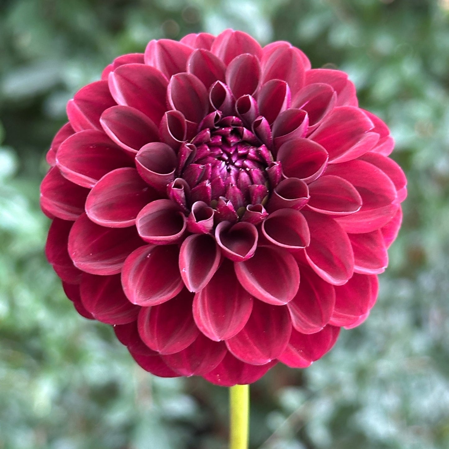 Gypsy Night Dahlia Tuber - Love Dahlias - south - africa - flower - bulbs