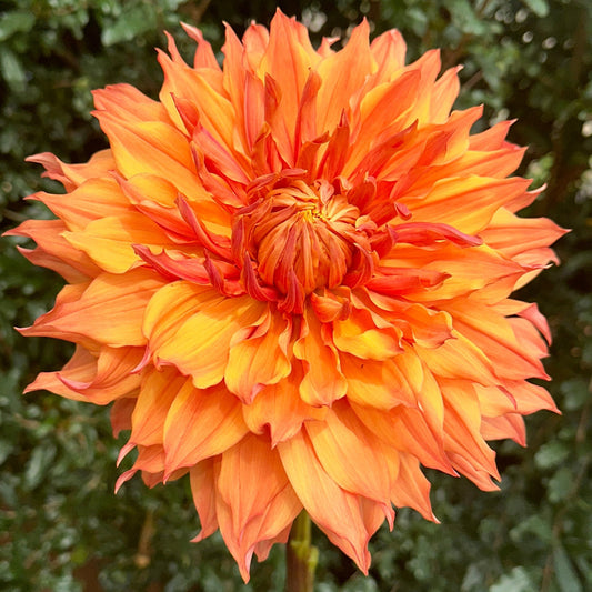 Hamari Gold Dahlia Tuber - Love Dahlias - south - africa - flower - bulbs