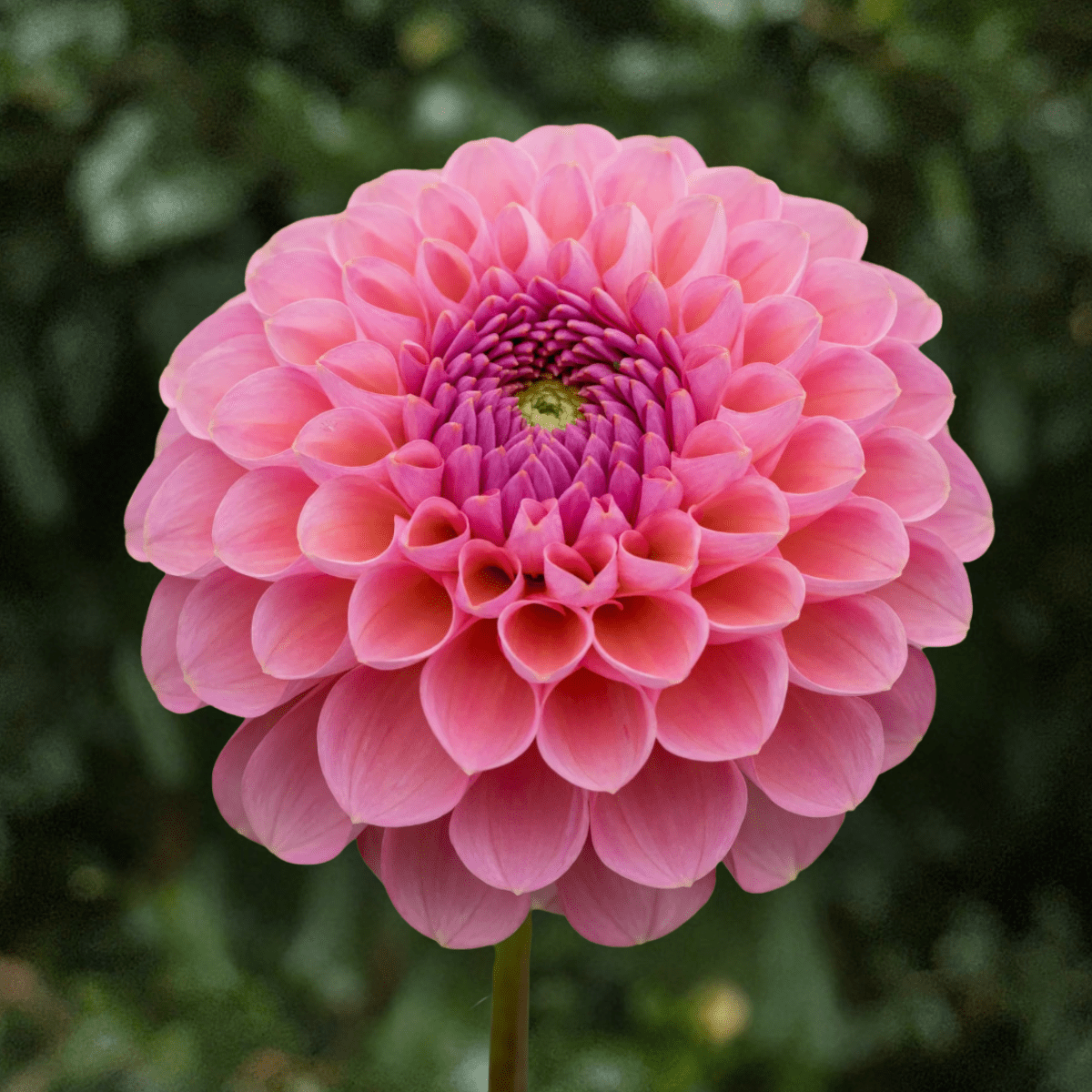 Hamari Rose Dahlia Tuber | South Africa - Love Dahlias-south-africa-flower-bulbs