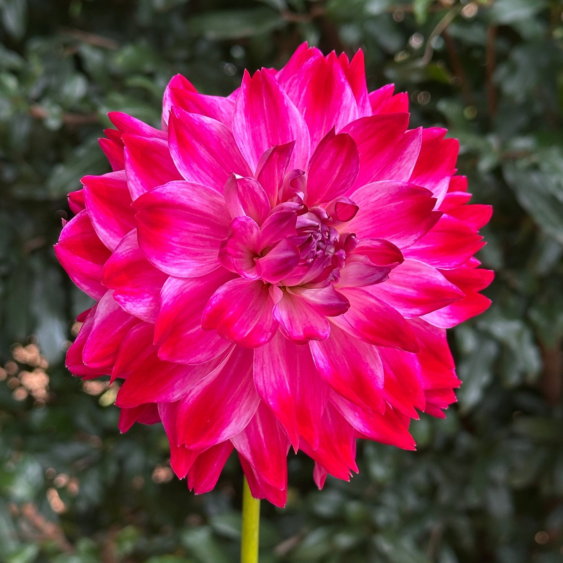 Hapet Amora Dahlia (Limit 1 p.p) - Love Dahlias - south - africa - flower - bulbs
