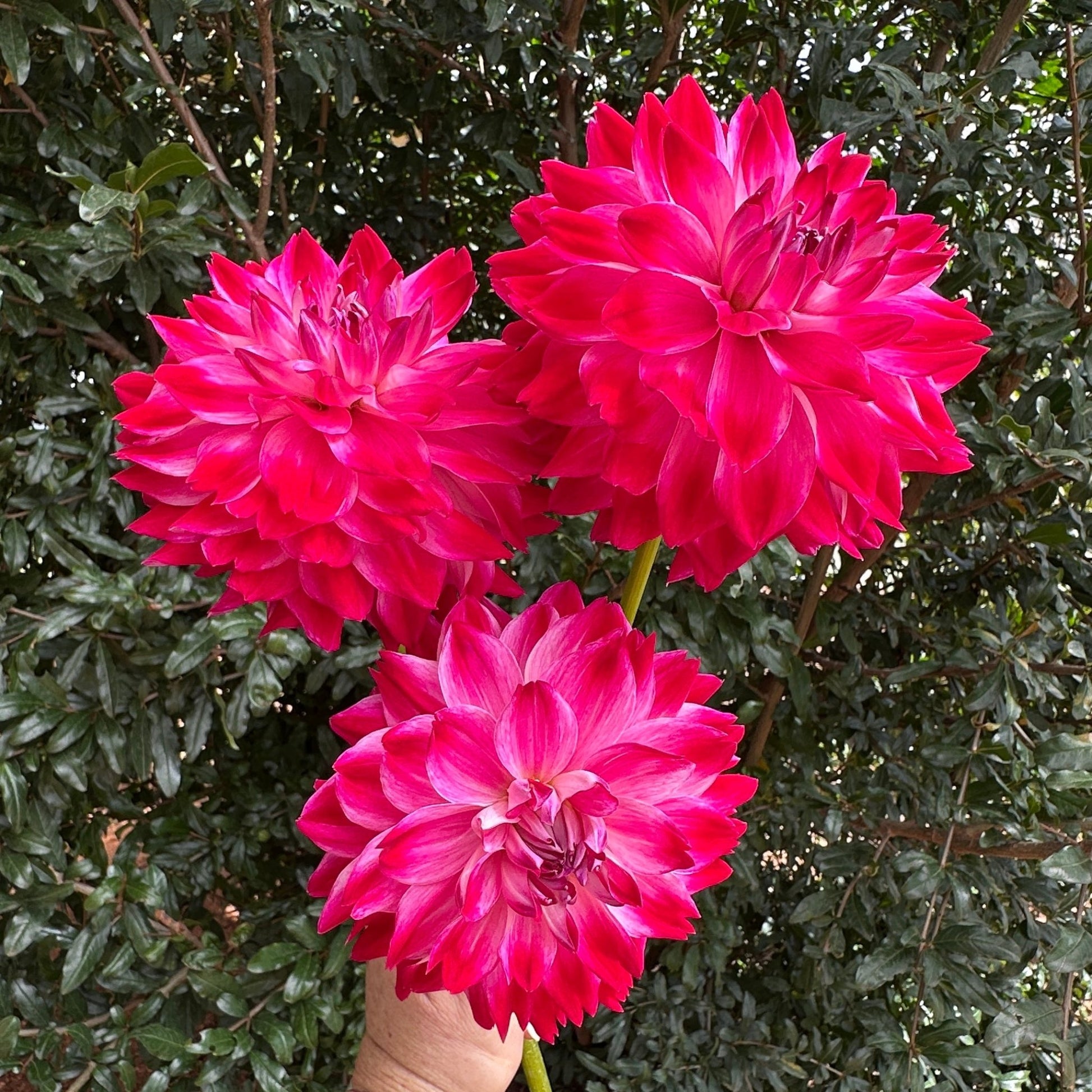 Hapet Amora Dahlia (Limit 1 p.p) - Love Dahlias - south - africa - flower - bulbs