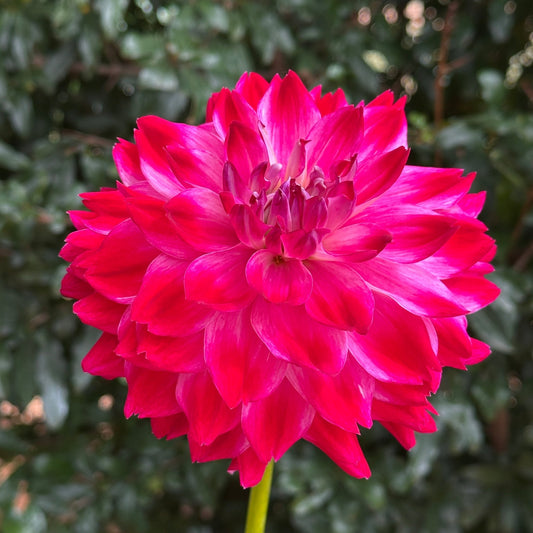 Hapet Amora Dahlia (Limit 1 p.p) - Love Dahlias - south - africa - flower - bulbs