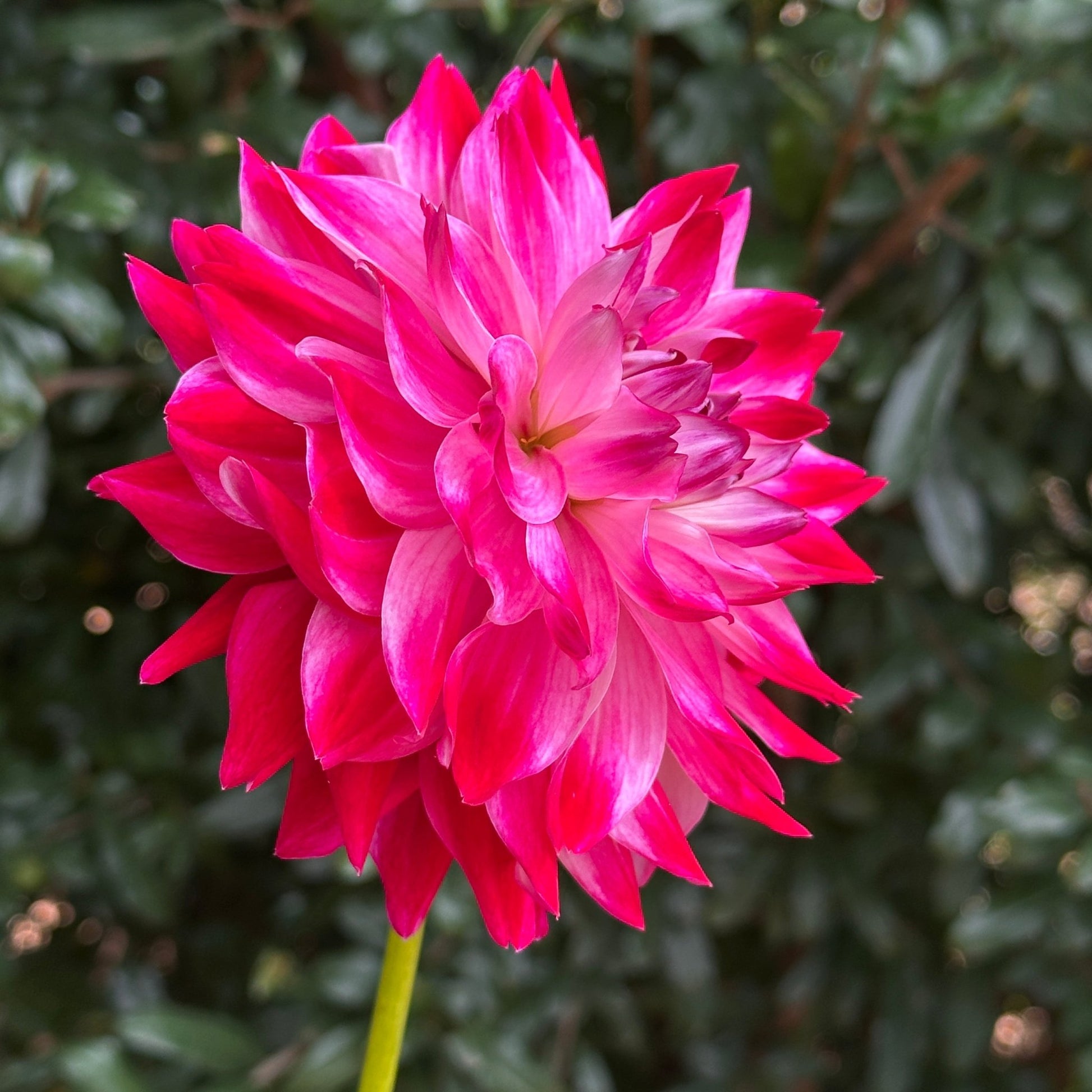 Hapet Amora Dahlia (Limit 1 p.p) - Love Dahlias - south - africa - flower - bulbs