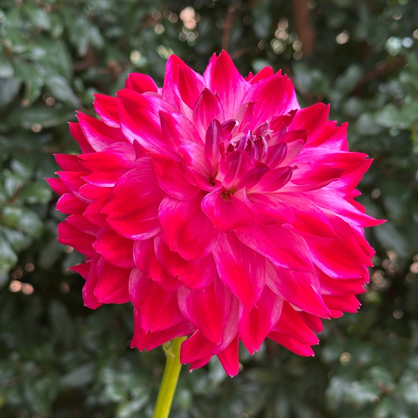 Hapet Amora Dahlia (Limit 1 p.p) - Love Dahlias - south - africa - flower - bulbs